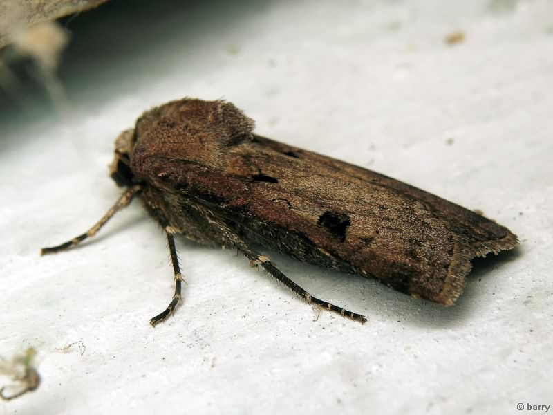 Agrotis exclamationis (Linnaeus, 1758)